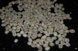 萨尔瓦多香格里拉庄园咖啡豆风味如何?波旁品种与帕卡马拉对比