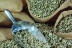 危地马拉安提瓜咖啡为什么被称为最完美的咖啡豆?火山土壤与穹顶庄园风味解析