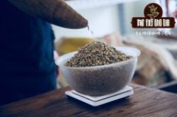 波旁咖啡豆好喝吗 黄波旁品种有什么特点 巴西黄波旁咖啡多少钱