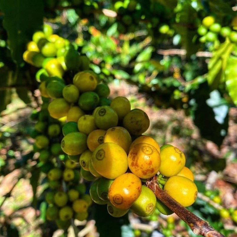 意式拼配与SOE分批购入法：小袋测风向，组合装囤出丰富感