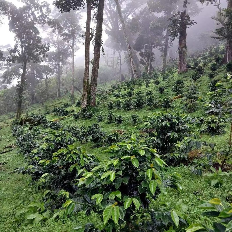 挂耳包上的柑橘坚果到底去哪了？教你拆解风味密码挑出对胃那杯