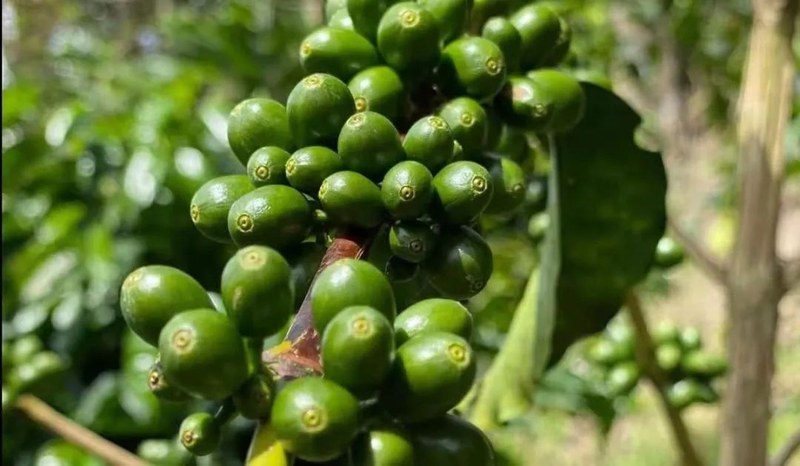 南美庄园的历史积淀与杯中风味溯源