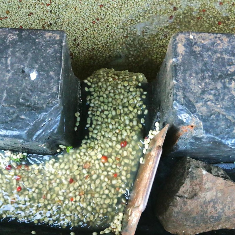 晨起拆开新豆袋满屋焦糖甜香，掌握密闭回温法天天喝到丰厚油脂