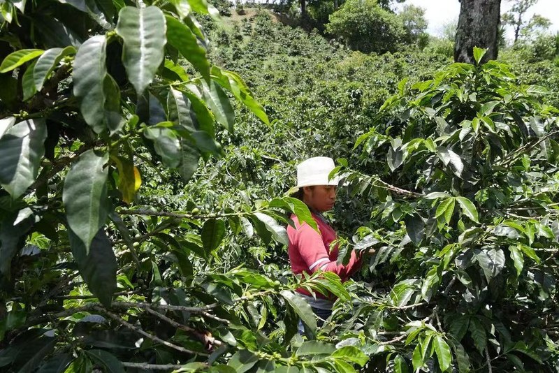 晨光里拆开新买的豆袋满屋飘香，学会锁鲜妙招让好风味杯杯在线