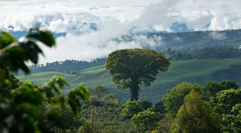 走进巴布亚新几内亚庄园，云雾与火山土怎样养出一杯咖啡