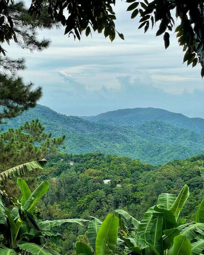 站在牙买加咖啡处理站的晒床上，看山海气候如何把青果烘成琥珀香