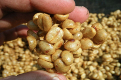 什么是蜜处理法？黄蜜红蜜黑蜜风味特点处理过程的区别是什么？
