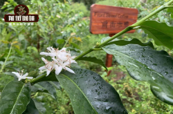 云南最好喝的咖啡品牌云南小粒德宏后谷咖啡的历史和风味特点