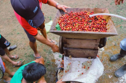 苏门答腊“湿刨法”是怎样一种生豆处理法？湿刨法咖啡豆正确喝法