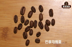 瑰夏/艺伎GEISHA咖啡品种介绍 瑰夏咖啡豆产地与风味表现的关系