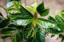 肯尼亚 kiambu SL28咖啡豆风味描述口感品种特点介绍
