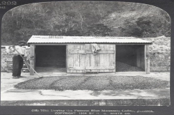 牙买加最古老的蓝山咖啡庄园-Wallenford Estate庄园历史故事