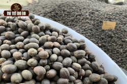 云南咖啡苦吗 云南咖啡手冲会好喝吗 云南咖啡风味口感特点