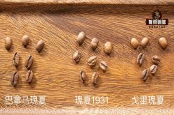比蓝山更优良的巴拿马瑰夏咖啡(Geisha)有什么风味特点区别