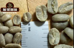 象豆是什么咖啡品种？象豆的大小是怎么测量的？象豆的豆目有多大