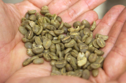 铁皮卡与卡蒂姆咖啡豆风味特点 中国云南小粒咖啡冲煮风味描述 云南小粒咖啡品种介绍