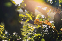 黄波旁Yellow Bourbon品种由来起源知识 红波旁咖啡和黄波旁咖啡对比