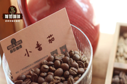 手冲咖啡风味里的莓果是指什么水果？莓果味明显的单品咖啡豆推荐