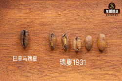 瑰夏1931品种有什么风味特点口感？手冲瑰夏村1931Geisha分享