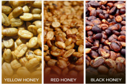 什么是白蜜，红蜜，黑蜜处理？不同honey process的咖啡风味特点描述