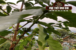 云南咖啡豆有什么特点 云南小粒咖啡的价位  云南保山咖啡推荐