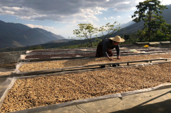 云南小粒咖啡豆的品种种类介绍 云南咖啡豆的特点冲泡方法风味描述 