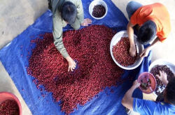 老挝咖啡发展历程是怎样的？和印尼、越南咖啡产国有什么区别？