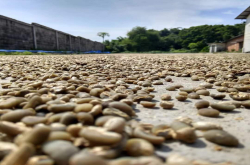 曼特宁咖啡处理方式介绍 湿刨处理法咖啡豆风味特点介绍