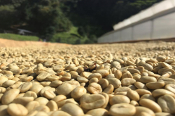 巴拿马kotowa家族邓肯庄园咖啡豆特点介绍 巴拿马瑰夏咖啡风味口感