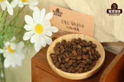 索菲亚庄园的超级瑰夏精品咖啡有什么特点？庄园介绍