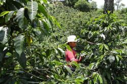 中美洲地区咖啡产地特点 洪都拉斯精品咖啡豆风味口感描述