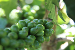 阿拉比卡和罗布斯塔的区别多大 罗布斯塔是什么味道的 罗豆有哪些功效