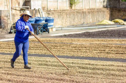 巴西咖啡豆常见加工方法 半日晒深烘波旁咖啡豆冲煮建议风味特点