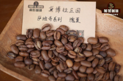 巴拿马德博拉庄园 巴拿马黛博拉咖啡品牌 巴拿马有什么值得买的