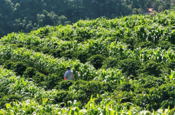 巴西咖啡豆产区信息 巴西波旁咖啡豆品种外形风味口感特点