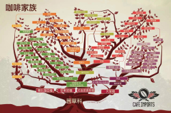 什么是阿拉比卡咖啡？阿拉比卡咖啡豆的特点及风味特征的解析