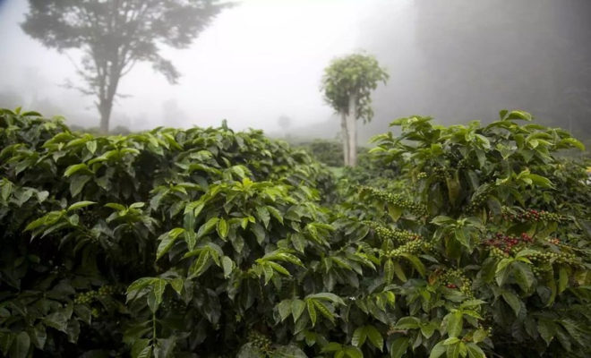 花果香手冲豆，先小包后正装的买法