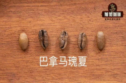 哥斯达黎加最知名塔拉珠tarrazu的Dota地区是微批次瑰夏艺伎品种