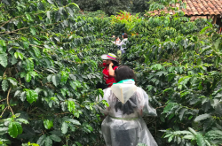 哥伦比亚咖啡怎么喝？哥伦比亚咖啡豆历史故事风味口感特描述