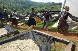 肯尼亚咖啡分级制度介绍（Kenya coffee grading system）TOP是最高等级吗？