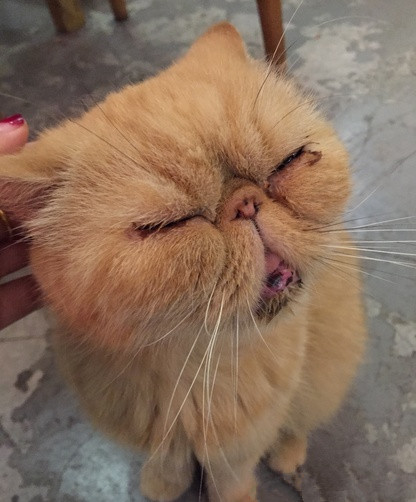 西安特色咖啡馆推荐 豆老板的猫咖啡