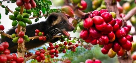 猫屎咖啡是什么味道？印尼麝香猫咖啡的由来、特点与口感全解析