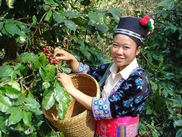 精品咖啡豆-辽国咖啡 产量极少评价极高的咖啡豆