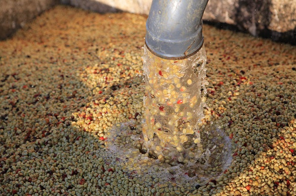 水洗咖啡豆和日晒有什么区别？详解水洗处理法流程与风味特点