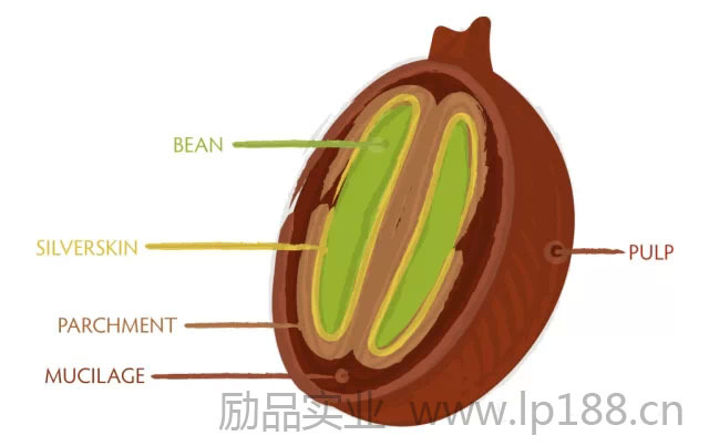 咖啡果实有哪5层结构？蜜处理等级与黄红黑分级一次讲清