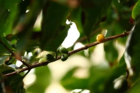 咖啡树种植需要什么条件?从咖啡树种植到咖啡豆的收获过程介绍