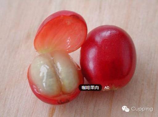 咖啡鼻子(11/12): 瑕疵组(2/3) 之发酵类 (fermented)