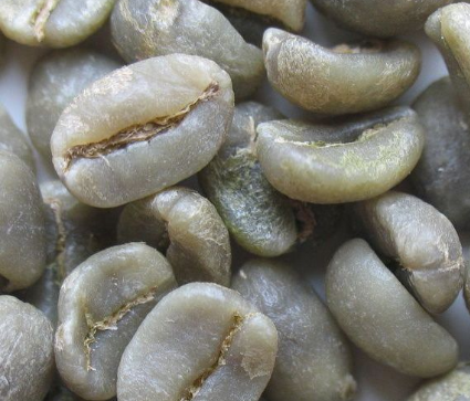 世界精品咖啡豆大分类:阿拉比卡咖啡种类分类介绍