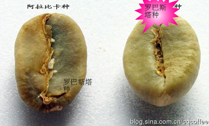 世界精品咖啡豆大分类:罗巴斯塔种咖啡豆Coffee. Robustra介绍