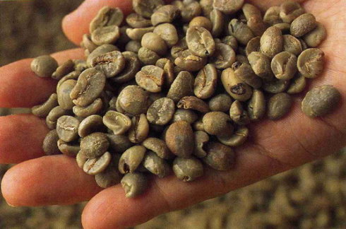咖啡生豆手选有多重要？一颗瑕疵豆能毁掉50克豆子的风味吗